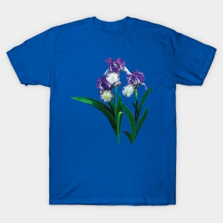 Irises - Three Purple and White Irises T-Shirt